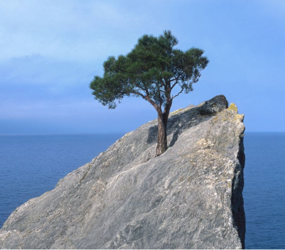 resilient tree